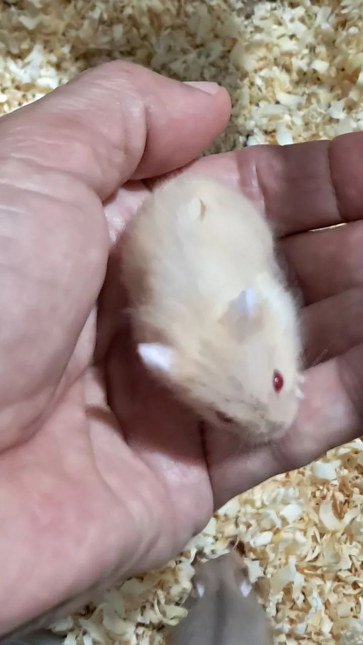 Hamster Anão Russo Lindos filhotes - Foto 2