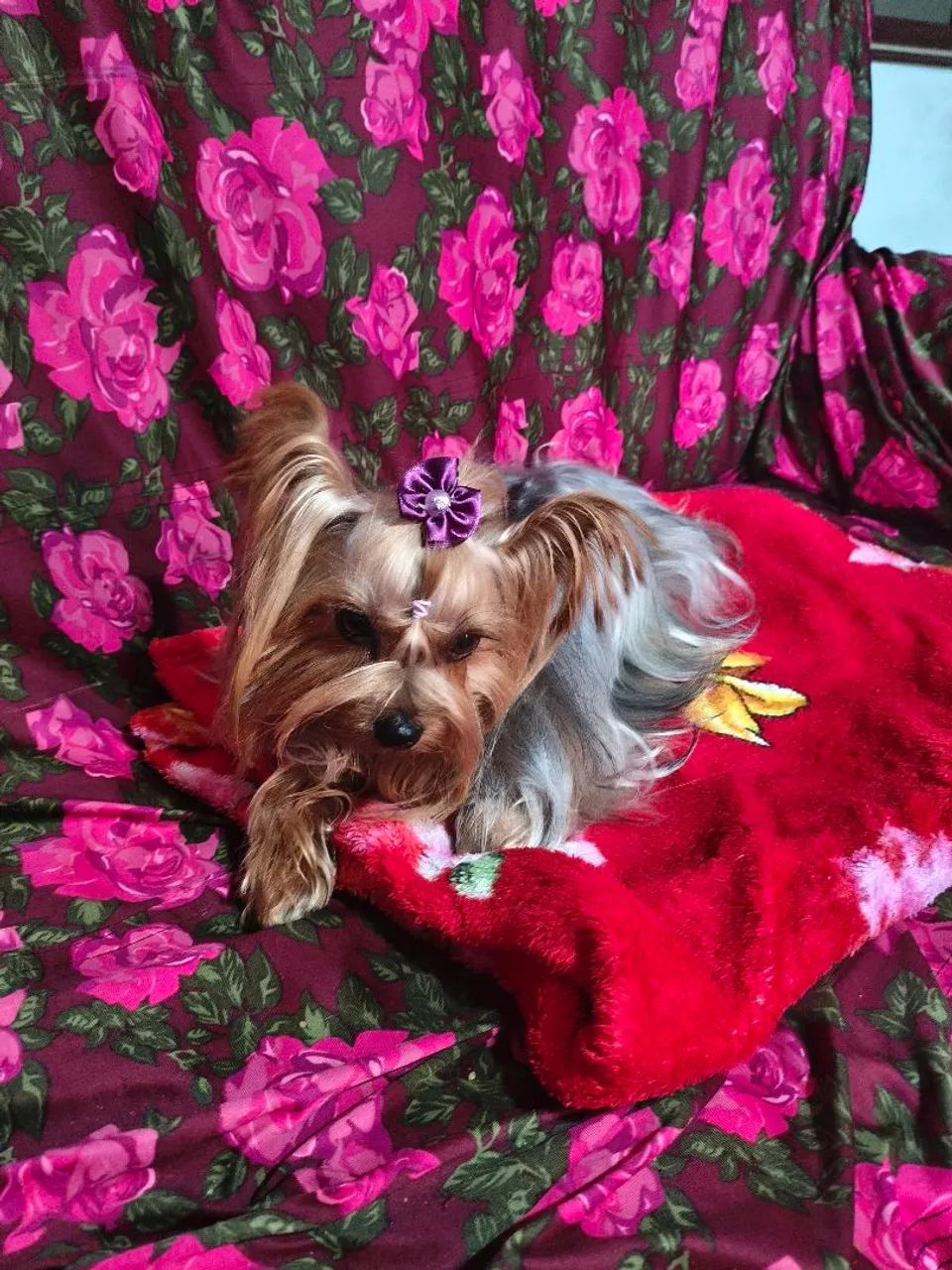 Cachorra - Foto 3