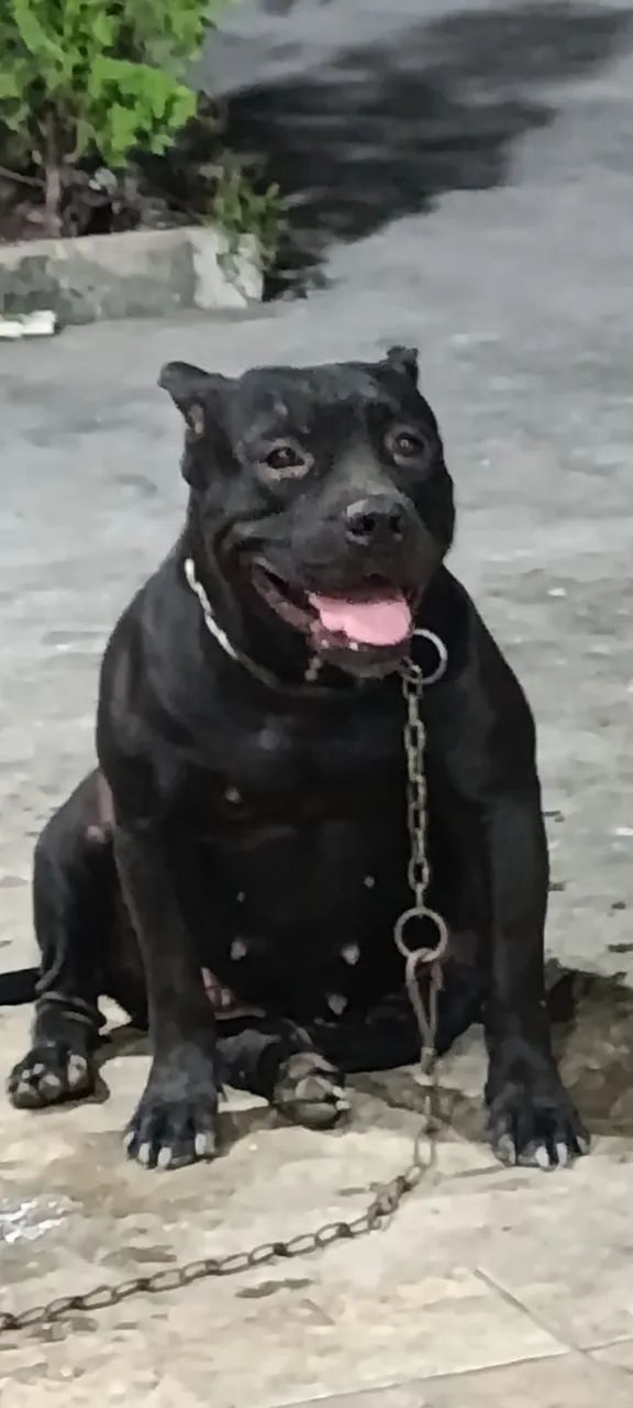 Cachorro  - Foto 2