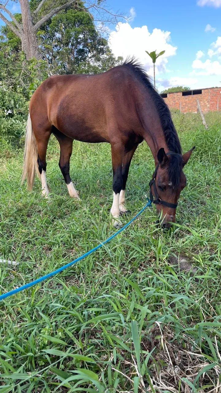 Vende-se égua com potro