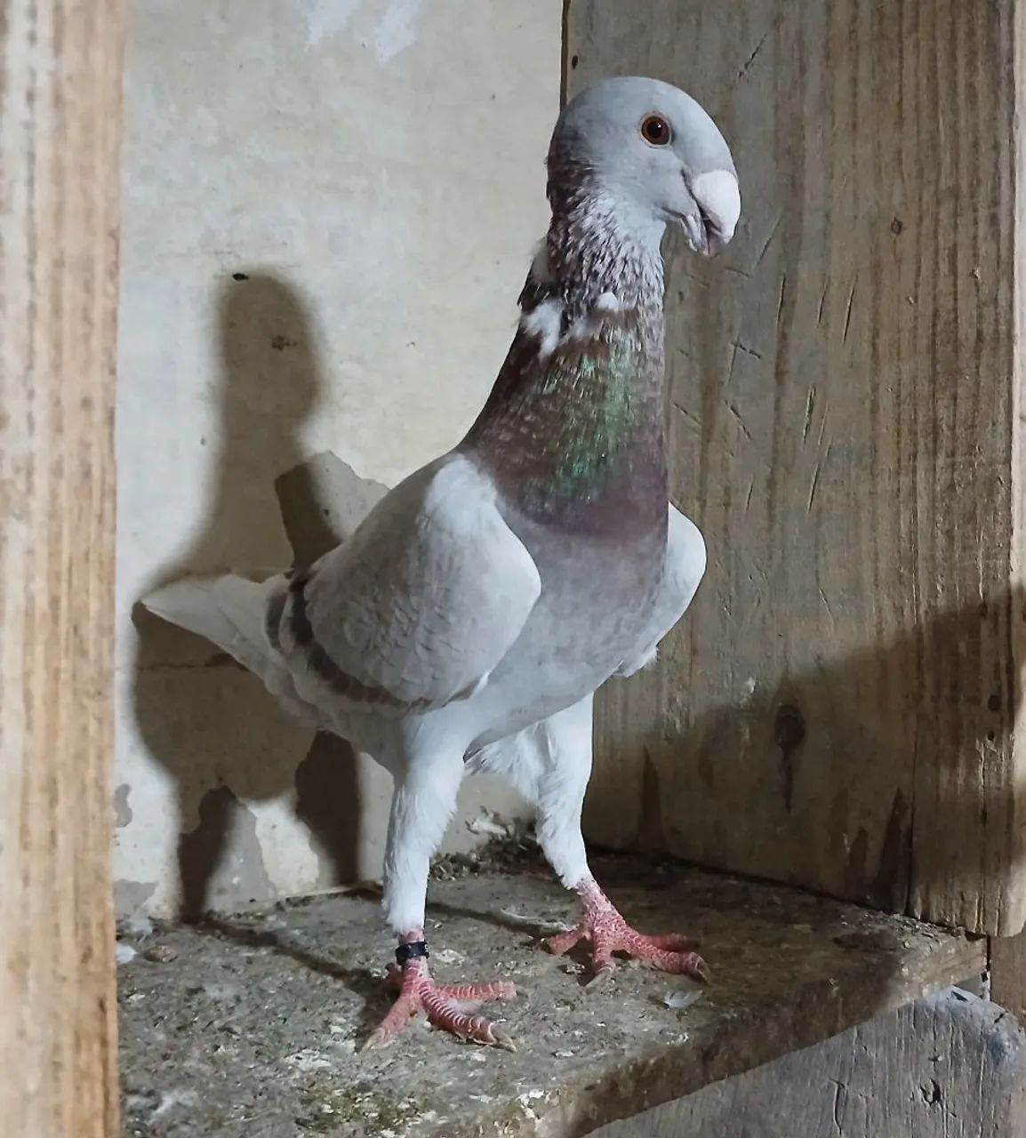 Gaiola  - Foto 4