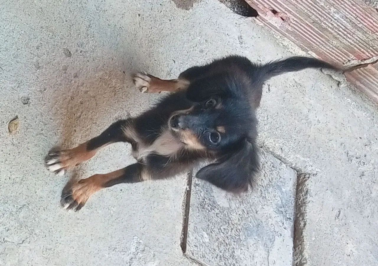 Doação  - Foto 4