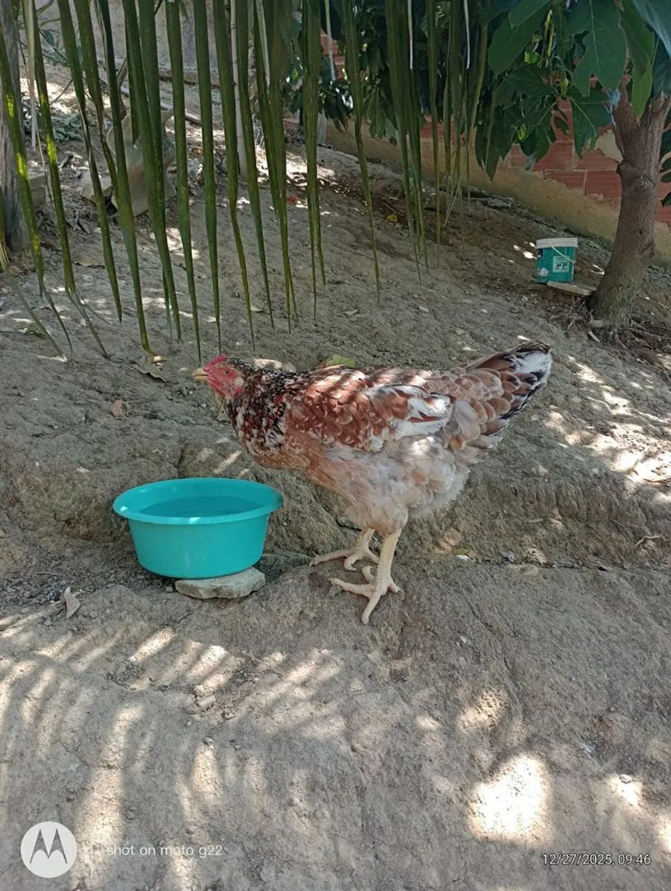 Casal de gsb - Foto 3