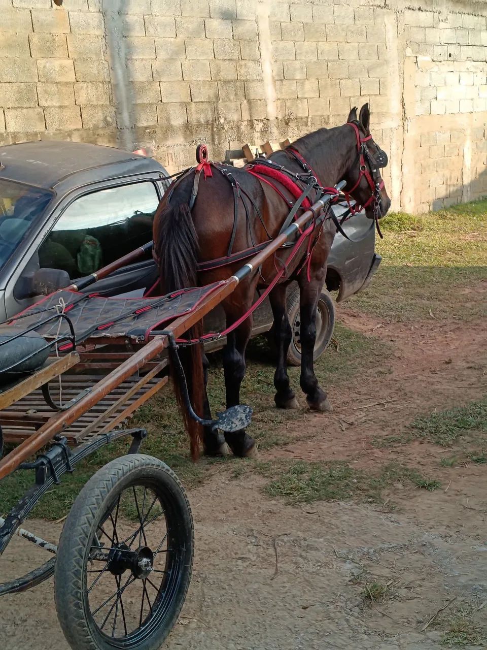Cavalo trotador  - Foto 3