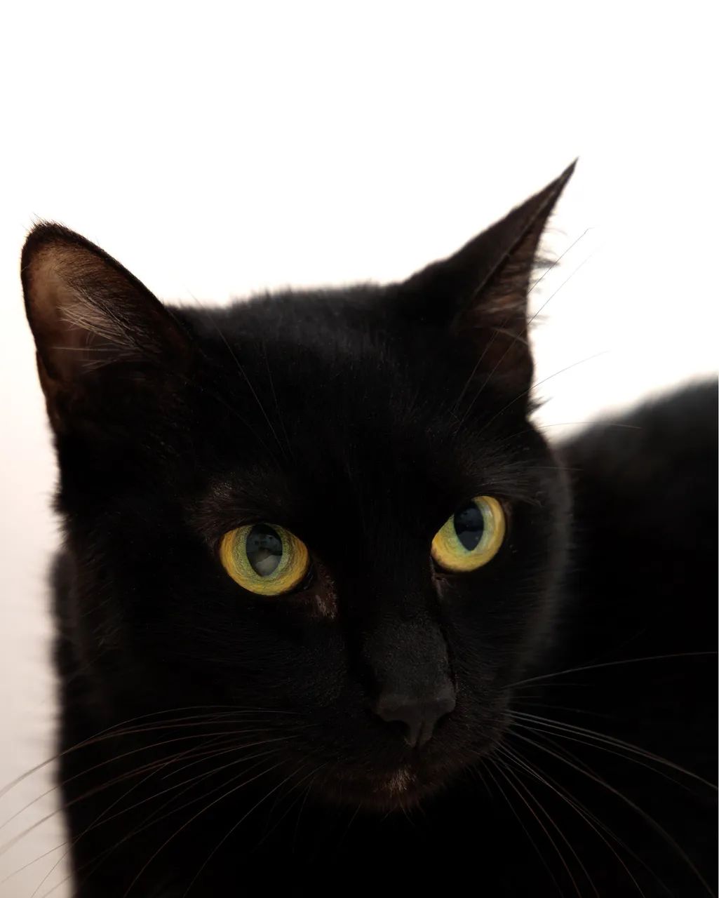 Gatinhos para adoção responsável  - Foto 6