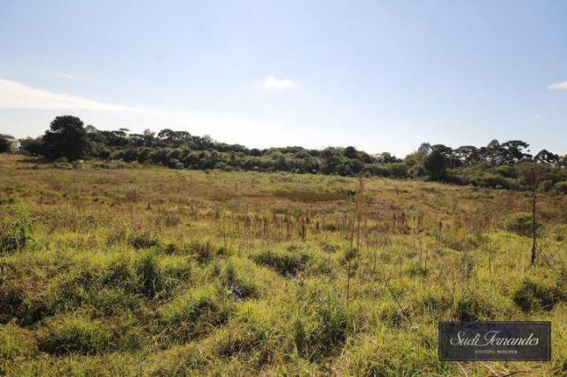 Área industrial à venda, Jurema, São José dos Pinhais. - Foto 6