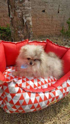 Spitz alemão anão!!! Lulu da pomerania 4 meses 1,3 k!!! - Foto 4