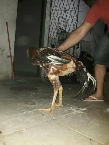 Vendo Índio Gigante - Foto 2