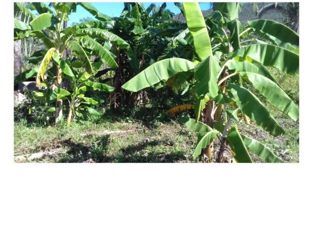 42 hectares, aceito camioneta, capão verde, terra preta,culturão, ocasião - Foto 3