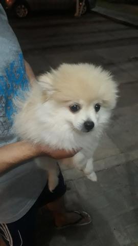 Spitz alemão anão - Foto 2