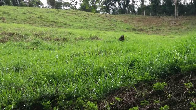 10.000m2 próximo a São paulinho de Viana - Foto 8