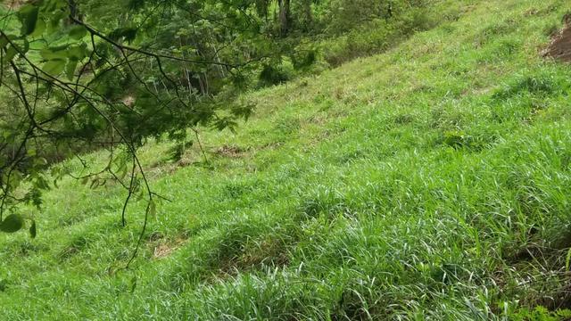 10.000m2 próximo a São paulinho de Viana - Foto 4