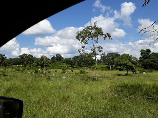 Chácara de porteira fechada na beira do rio Cuiabá com barco gado cavalo casa boa - Foto 12