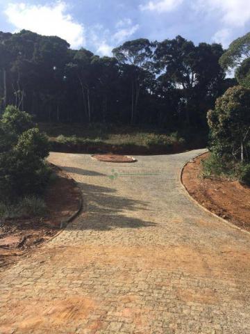 Terreno residencial à venda, Prata, Teresópolis. - Foto 5