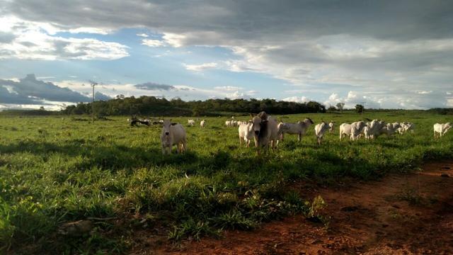 Fazenda beira do lago a melhor da região - Foto 13