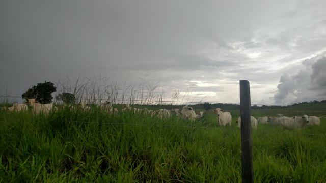 Fazenda beira do lago a melhor da região - Foto 12