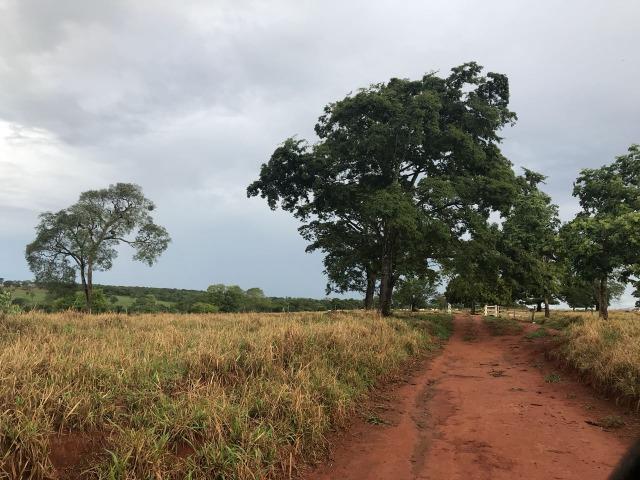 Fazenda plana e rica em água, 24 Alqueires (116.16 ha ) Bela Vista de Goias - Foto 13