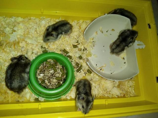 Hamster - Foto 2