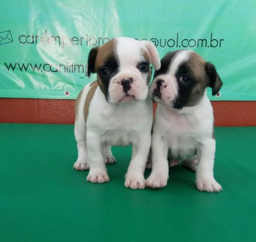 Porte Pequeno Ideal Para Seu Apartamento Conheça O Bulldogue Francês Ligue Já - Foto 5