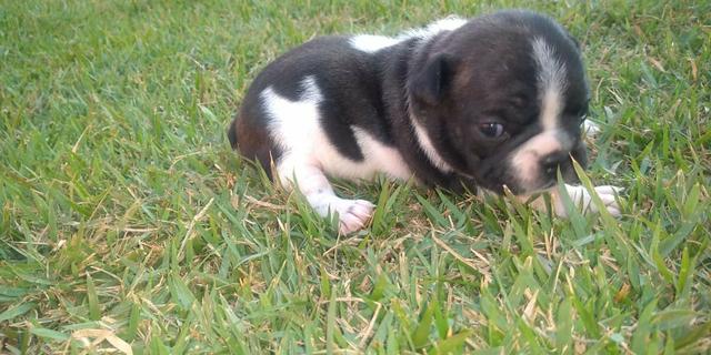 Bulldog frances Femea - Foto 4