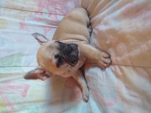 Bulldog francês - Foto 2