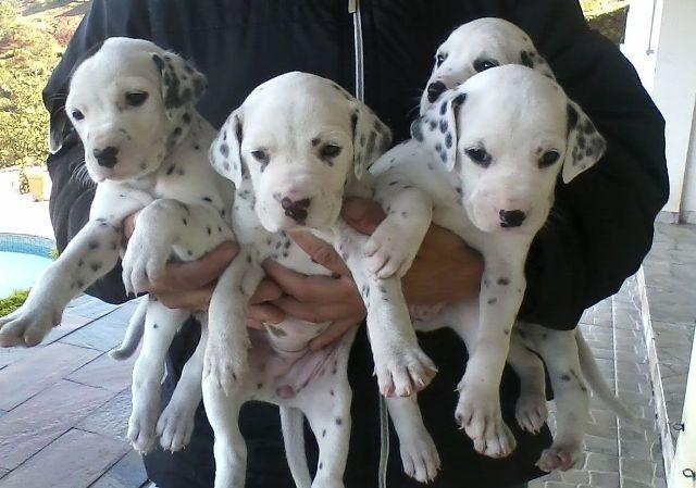 Lindos Filhotes Dálmata - Foto 3