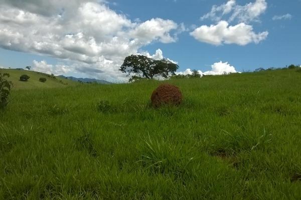 Vendo- Sítio no Sul de Minas com 26 hectares!! - Foto 6