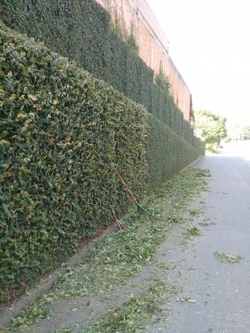 Jardinagem - Foto 2