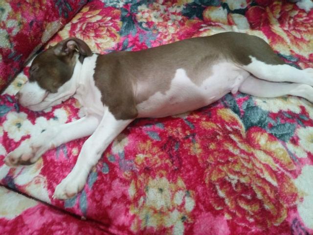 Filhote de pit bull - Foto 2