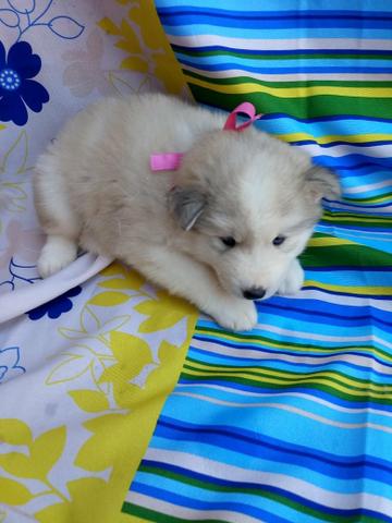 Husky siberiano macho e fêmea em 10x enviamos até você!!!