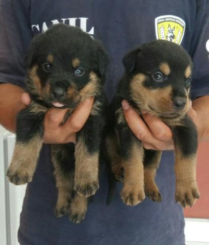 Cabeçudos Robustos E Imponentes Rottweiler Alemão Entrega Imediata Ligue Já - Foto 2