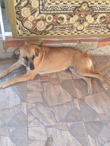 Estou doando essa cadela - Foto 3