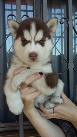 Lindos Filhotes Husky Siberiano - Foto 3