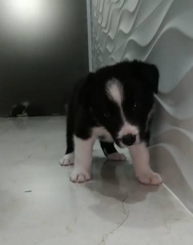 Filhotes da Raça Border Collie - Foto 3