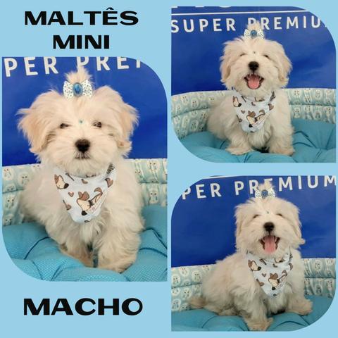 Super Promoção Maltês Mini Macho # Microchipado # Parcelado 12x