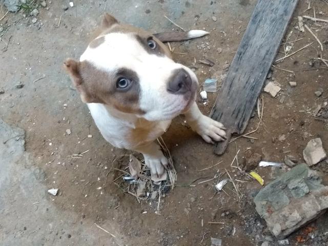Vendo american bully pokt
