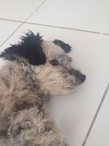 Proucura-se uma namorada - Foto 3