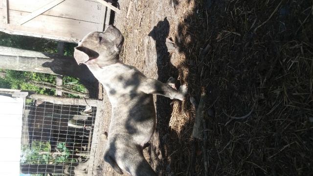 Macho de American bully