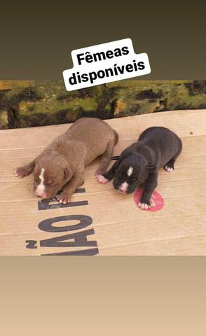 Filhotes de Pitbull disponíveis - Foto 3