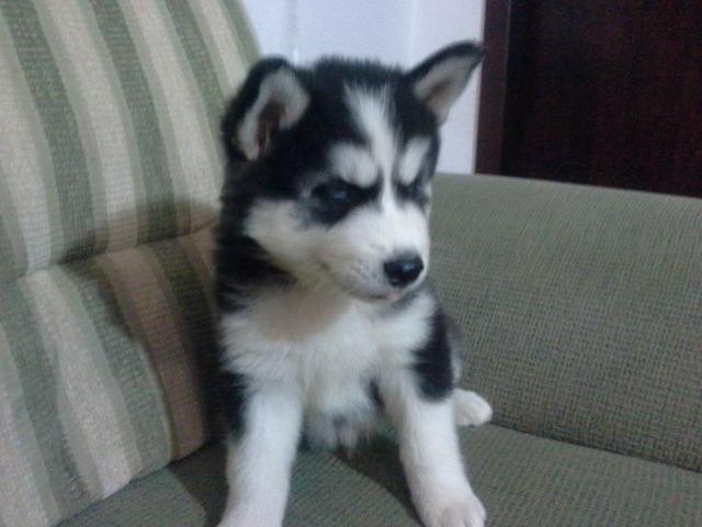 Lindos Filhotes Husky Siberiano - Foto 6