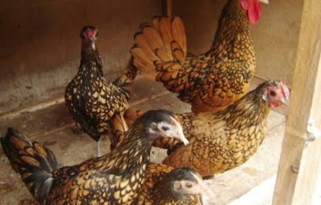 Fêmeas Adultas de Garnizé Sebright Prata e Dourado