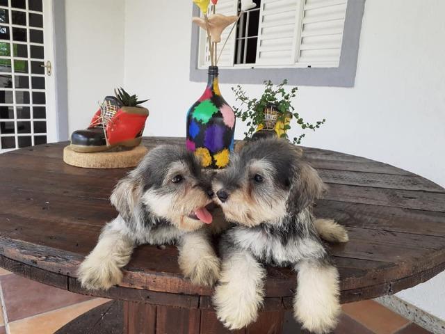 Schnauzer filhtotes - Foto 4