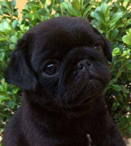 Pug com pedigree
