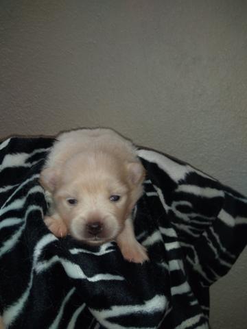 Lulu da Pomerânia - Foto 3