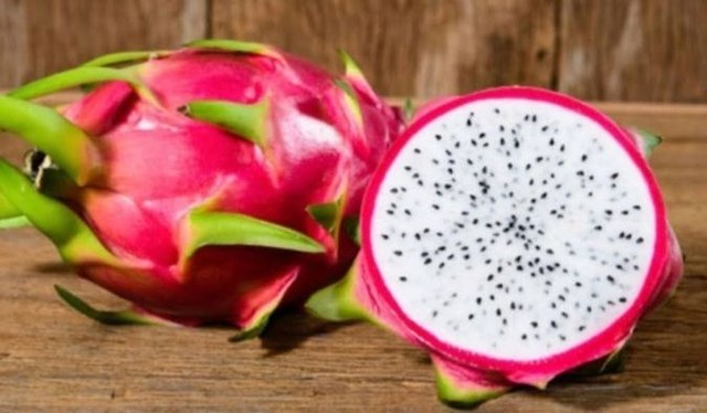 Muda de pitaya enraizadas