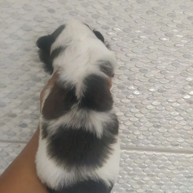 Filhote de shih-tzu macho dispo - Foto 3