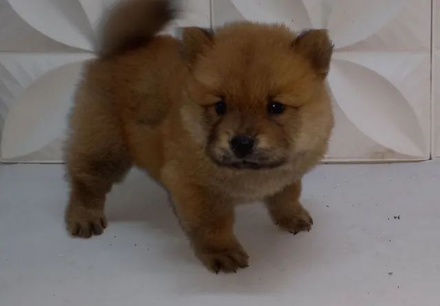 Filhotes chow chow  - Foto 2