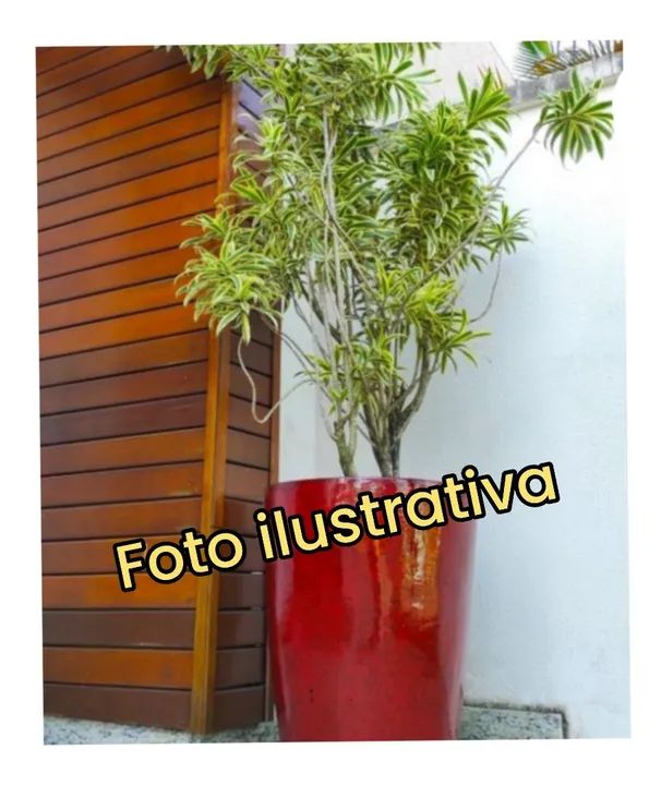 1 MUDA de PLEOMELE VARIEGATA