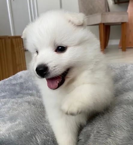 Japanese clearance spitz olx