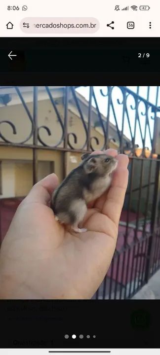 Hamster russo anão (esquilo). - Foto 3